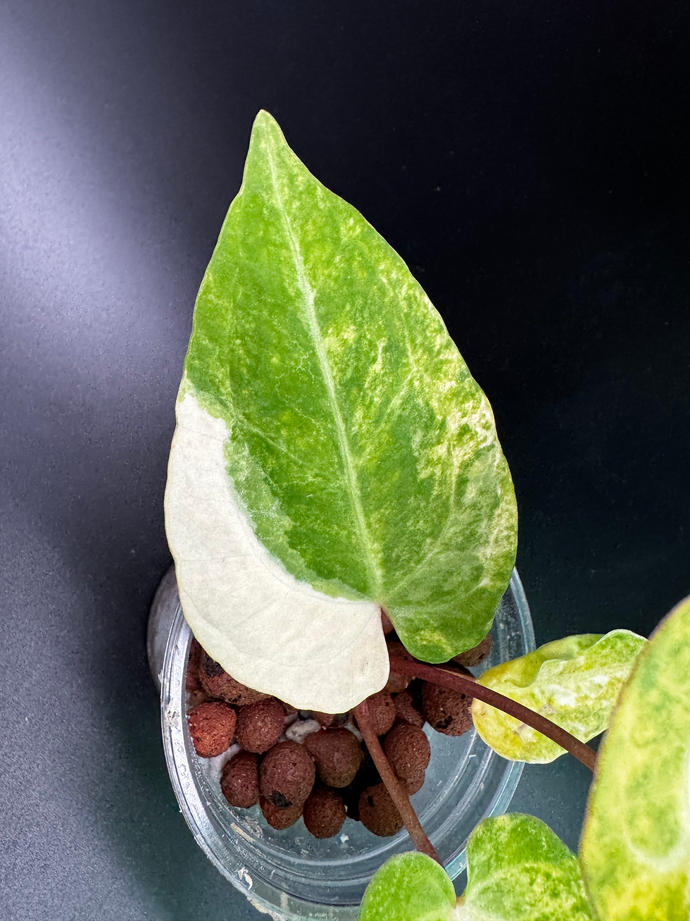 Thumbnail: Anthurium Papillilaminum x (magnificum x forgetii)
