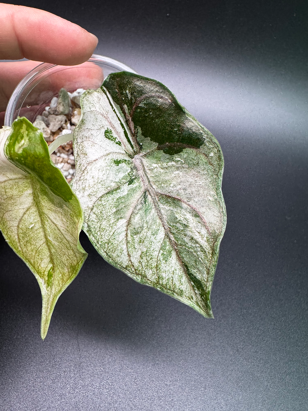 Thumbnail: Alocasia Azlanii Albo/Pink - AZ4