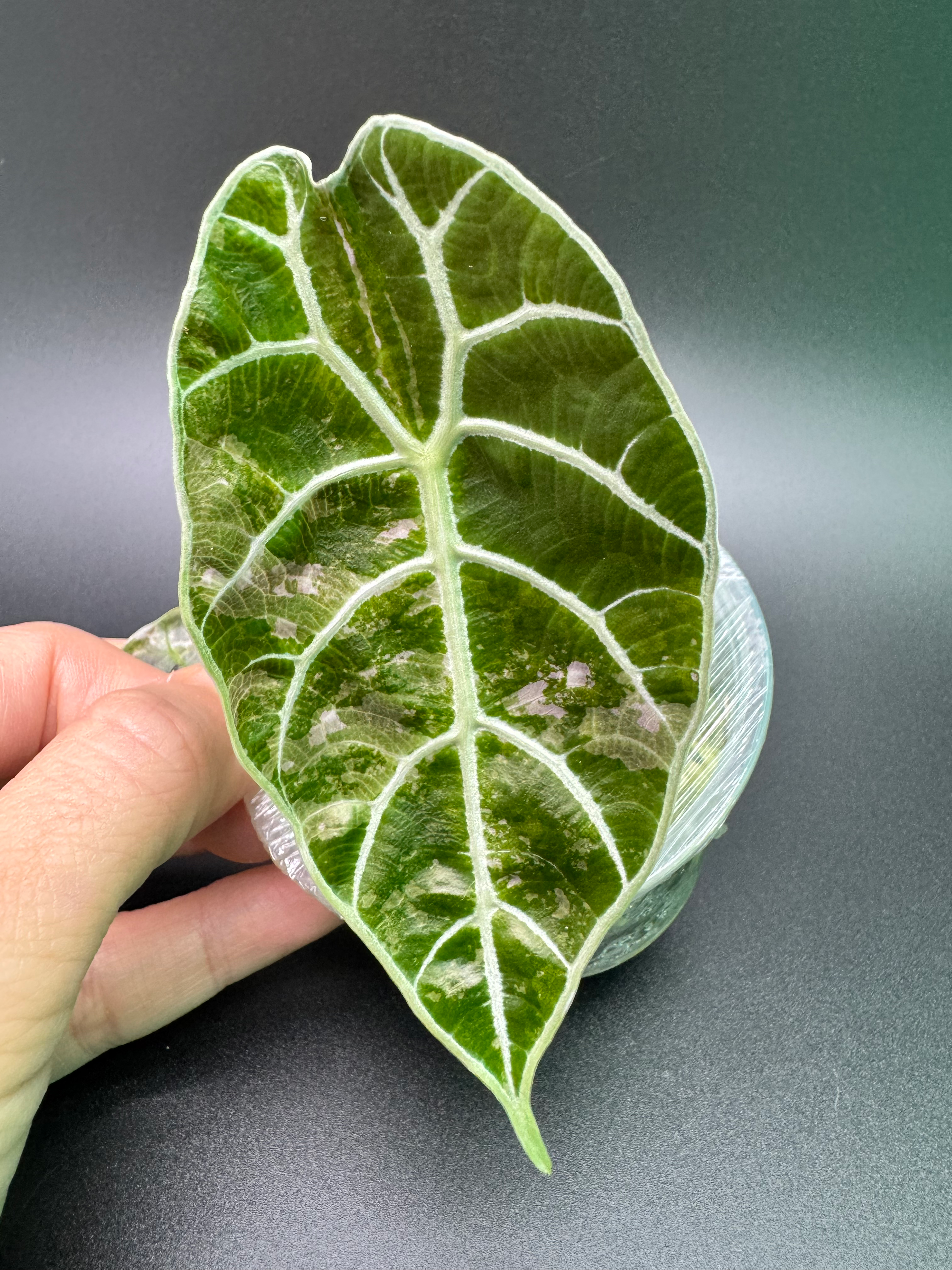 Alocasia Watsonia Pink 