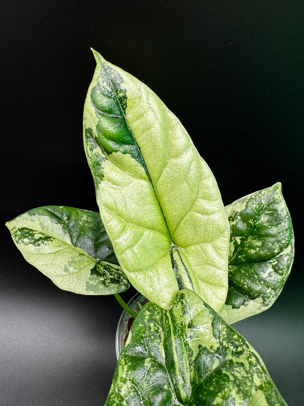 Thumbnail: Alocasia Sinuata Albo - matured plant