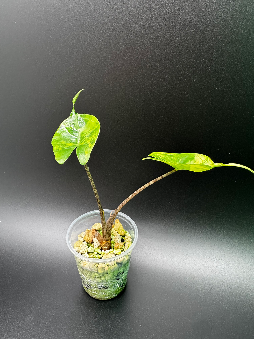 Thumbnail: Alocasia Stingray Aurea