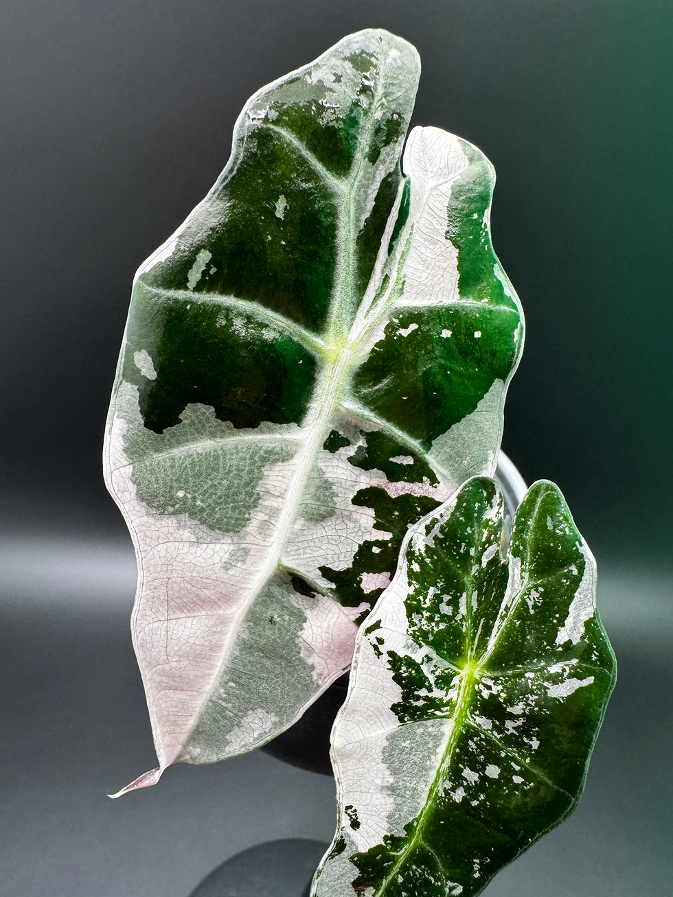 Thumbnail: Alocasia Amazonica Albo Pink 