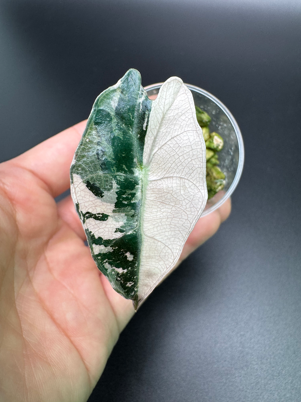 Thumbnail: Alocasia Amazonica Albo Pink - AM6