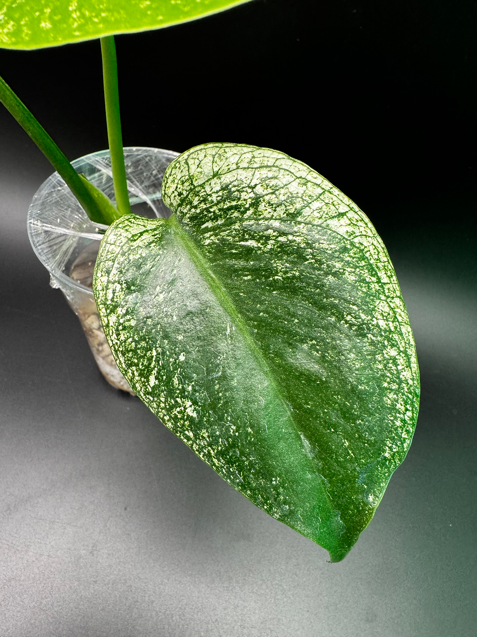 Thumbnail: Monstera Deliciosa Devil Monster - MD8