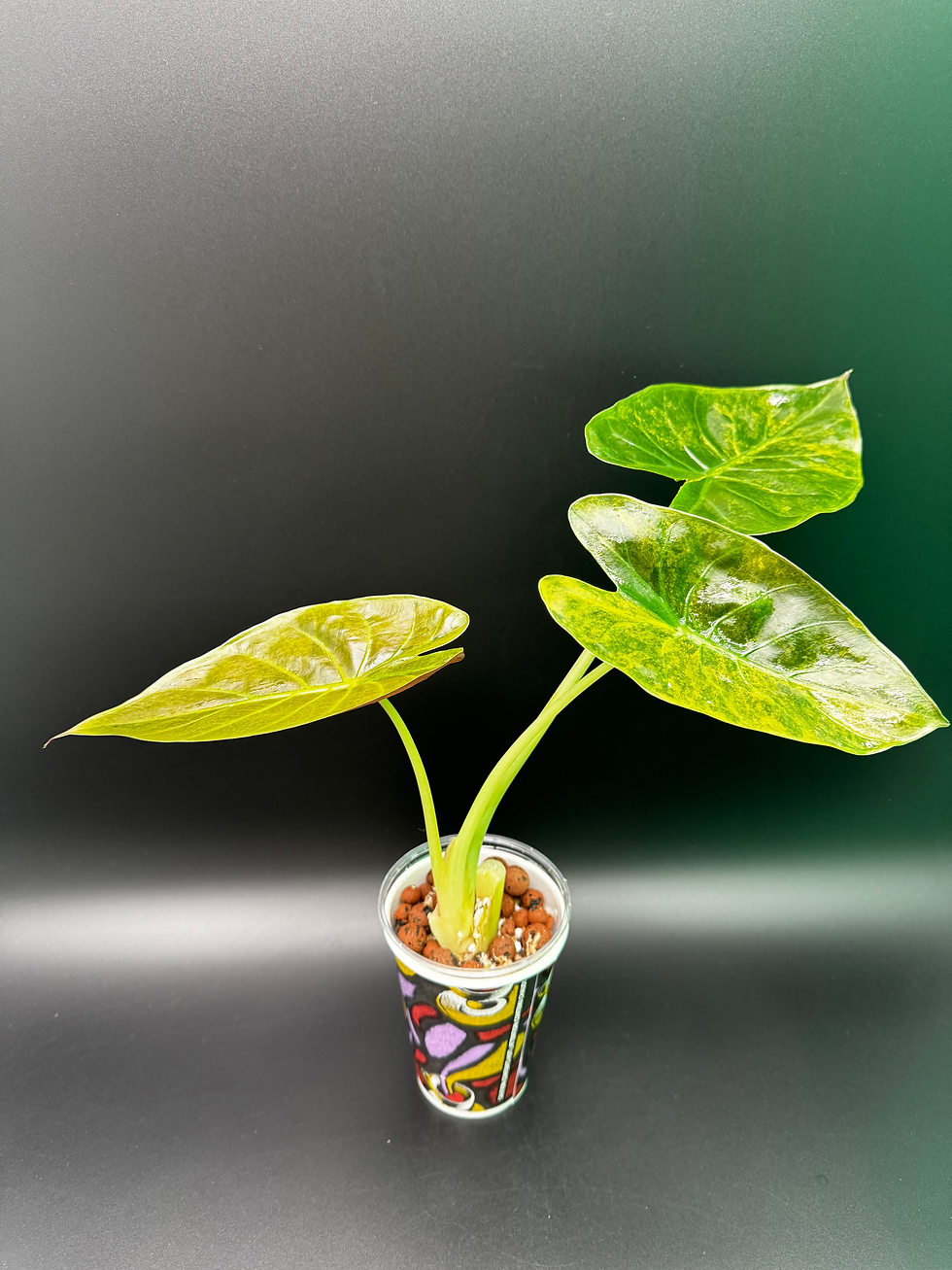 Thumbnail: Alocasia Wentii Gold - mature plant 