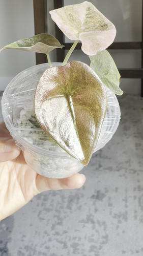 Alocasia Cuprea Mint Pink | Plantopia