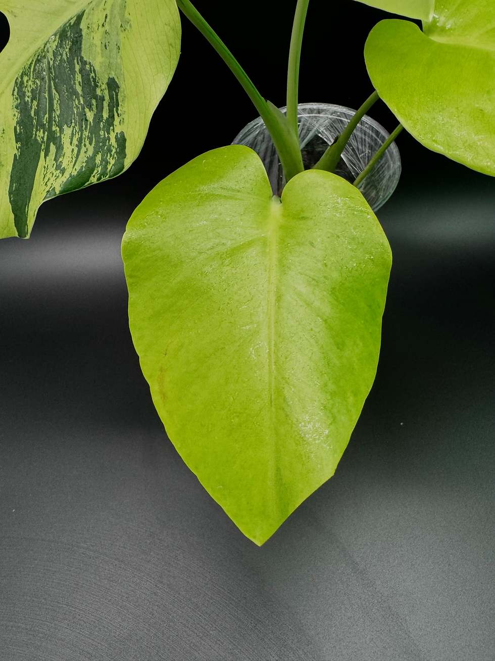 Thumbnail: Monstera Light Lime (Lemon Lime) - ML2