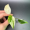 Thumbnail: Monstera Creme Brulee - CB10