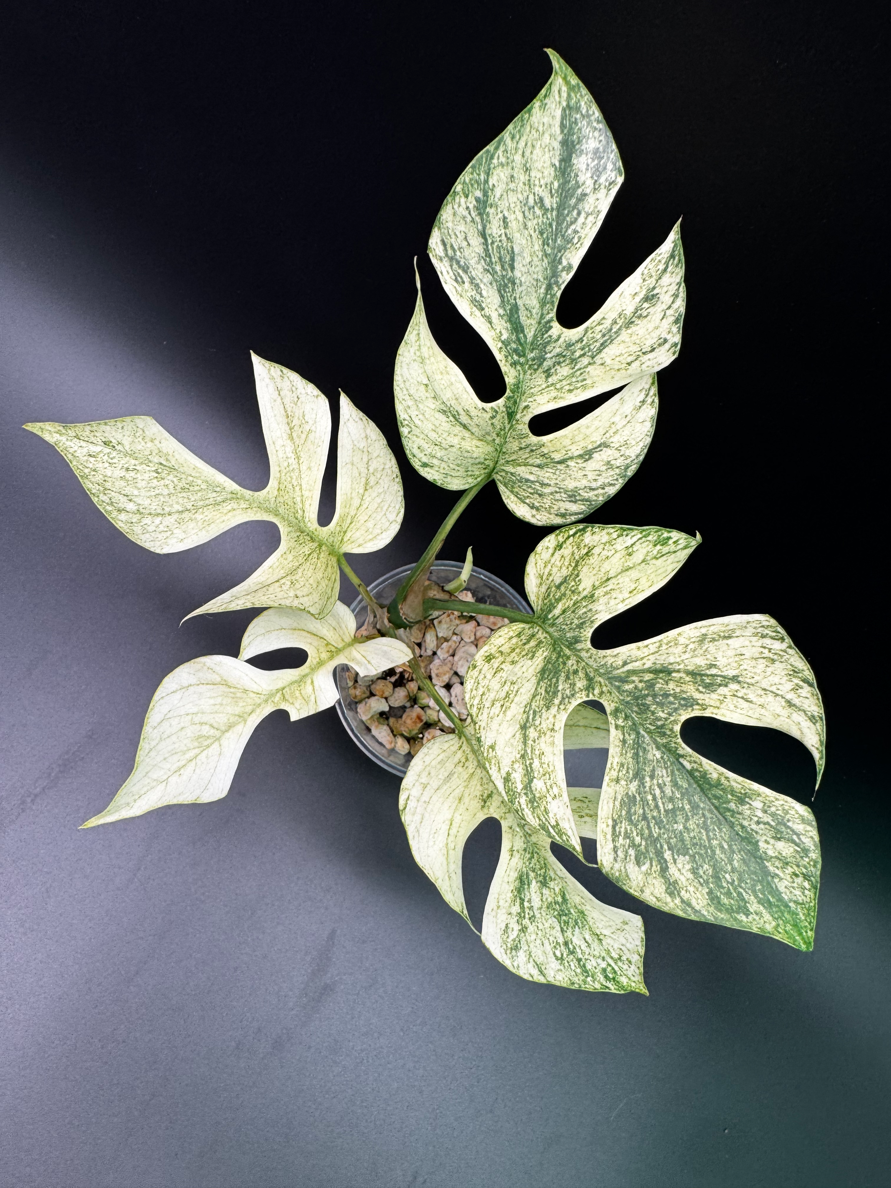 R. Tetrasperma White Monster - RT10