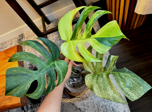 Monstera Jungle Mint OC 斑入り b モンステラ Monstera Jungle Mint