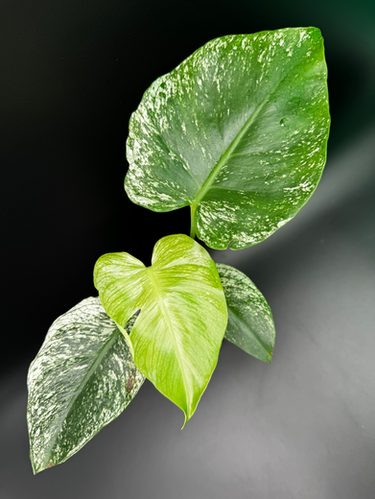 Monstera Deliciosa Devil Monster - MD7 | Plantopia