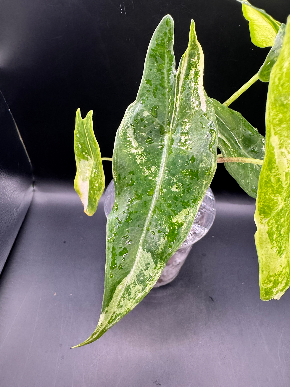 Thumbnail: Alocasia Longiloba Albo Mint