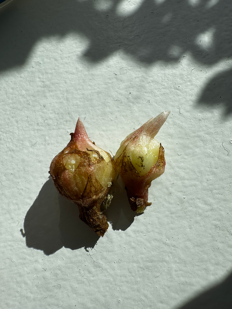 Thumbnail: Alocasia Velvet Ninja Splash - corm (set of 2)