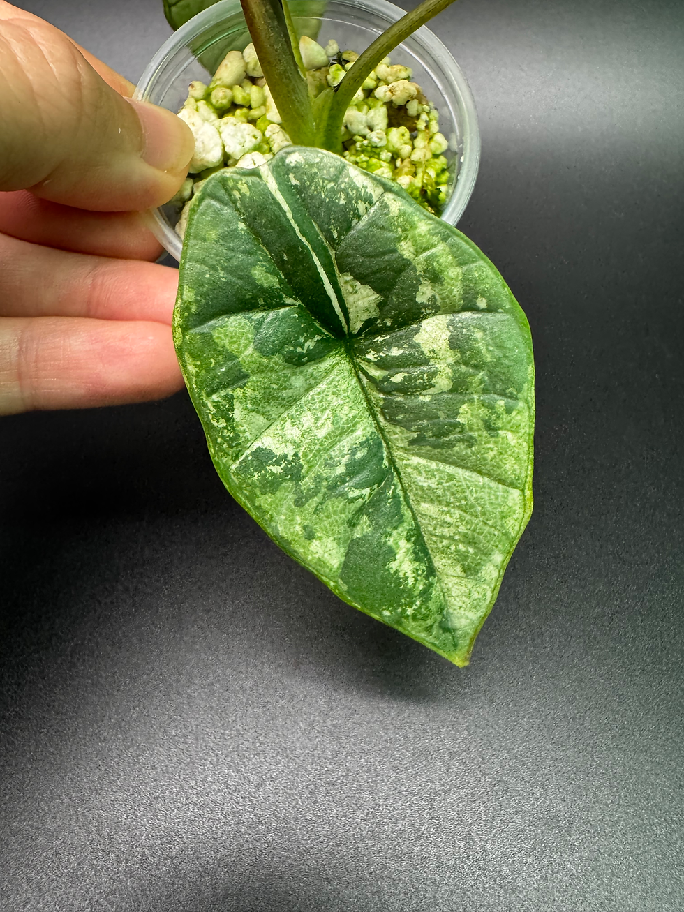 Thumbnail: Alocasia Bisma Platinum Albo Mint - ABP9