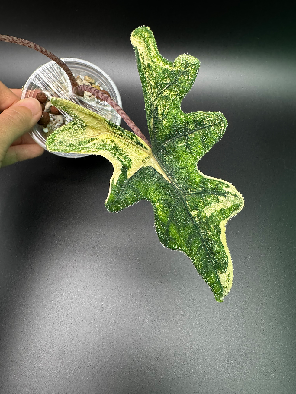 Thumbnail: Alocasia Jacklyn Aurea 