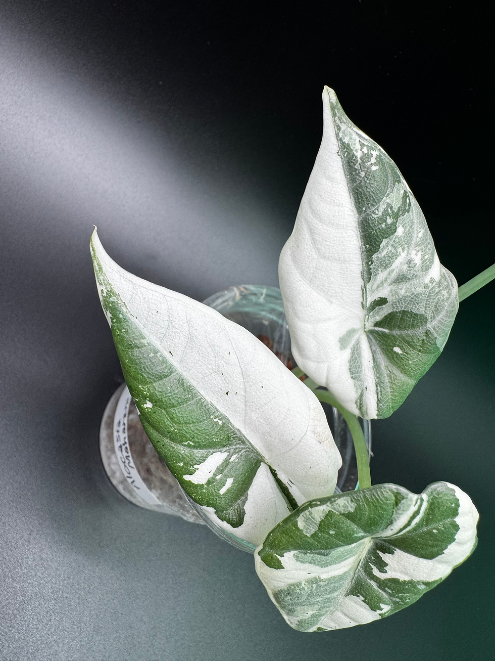 Thumbnail: Alocasia Maharani Albo - MA3