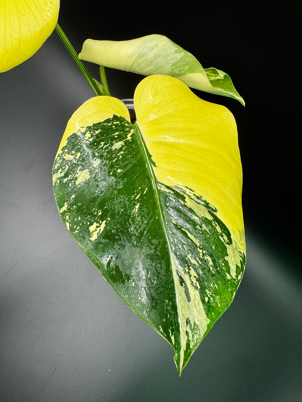 Thumbnail: Monstera Deliciosa Pom Pom 
