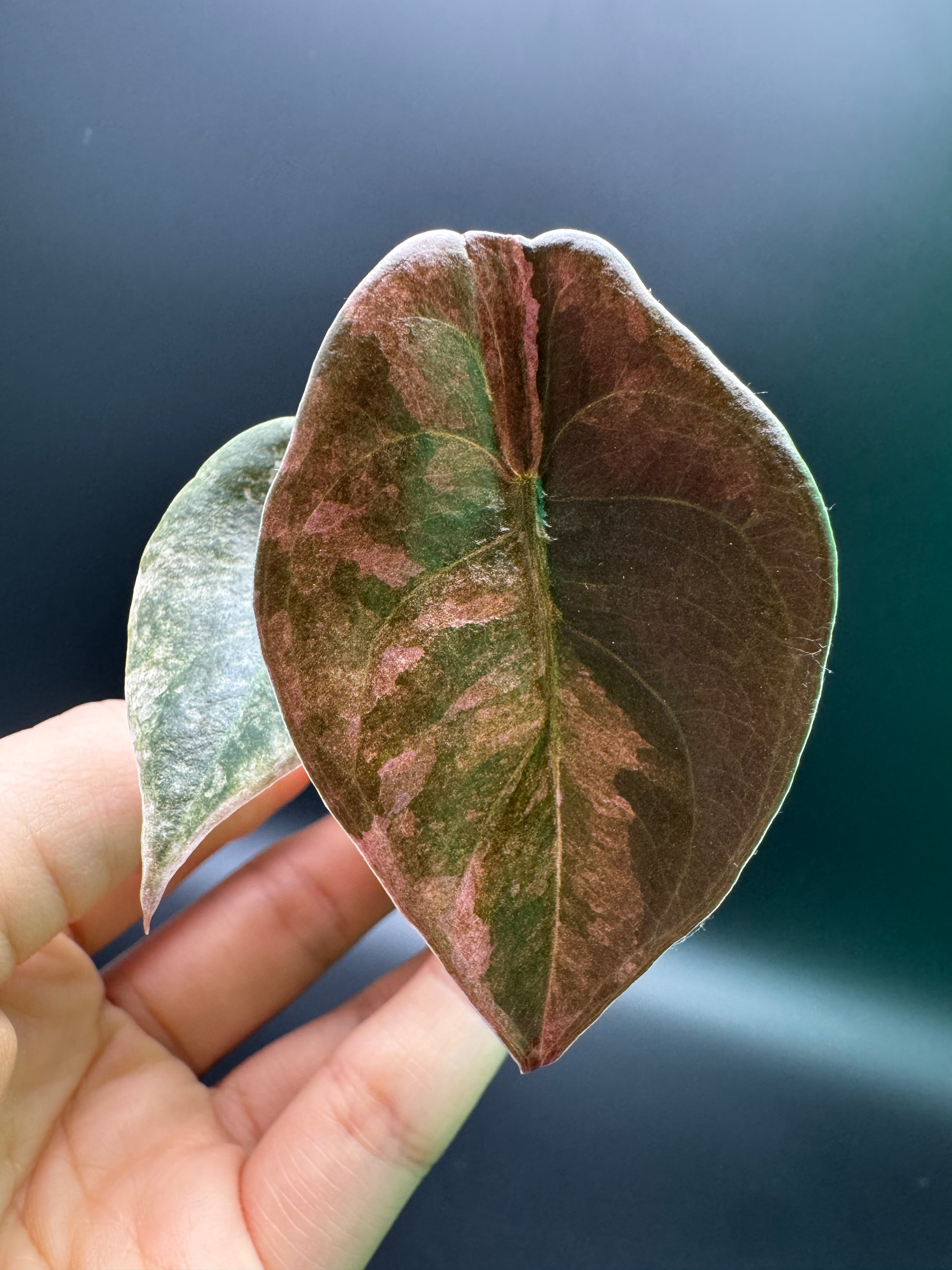 Alocasia Cuprea Mint Pink - CU11