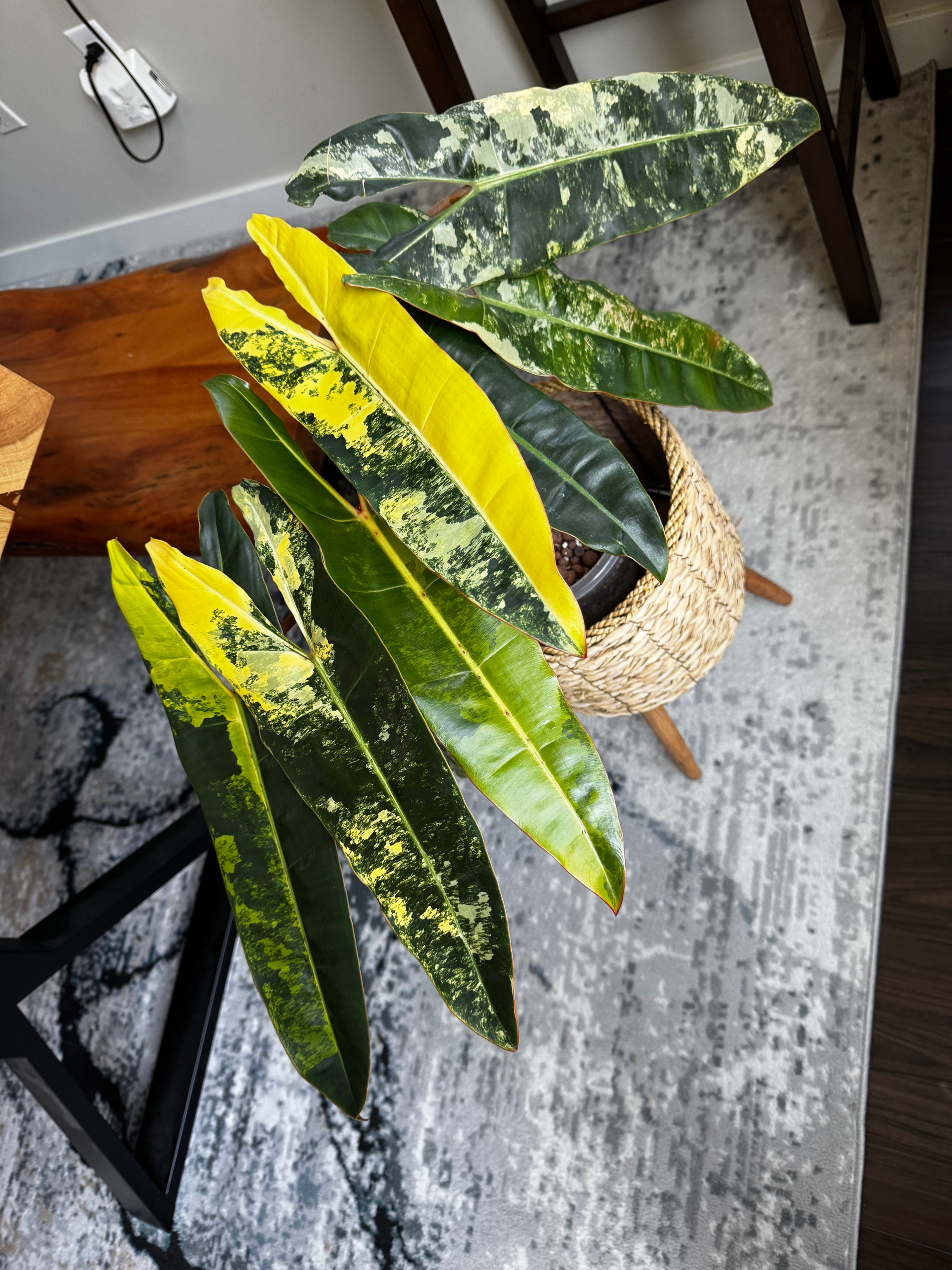 Philodendron Billietiae Variegated 