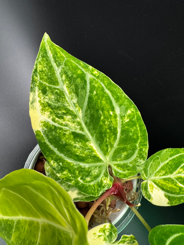 Anthurium Crystallinum x AOS | Plantopia