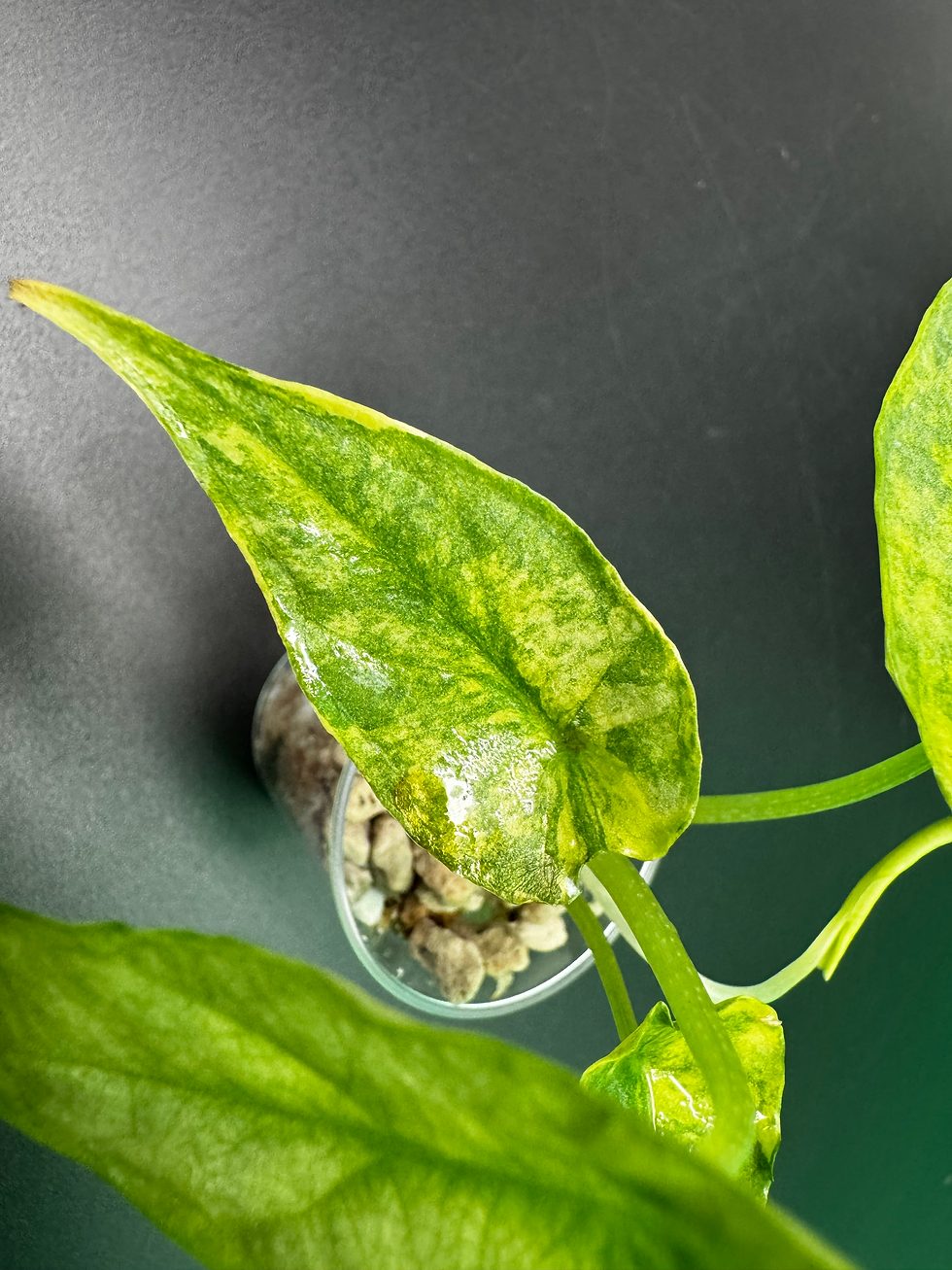 Thumbnail: Alocasia Dragon Breath Aurea - *rare find
