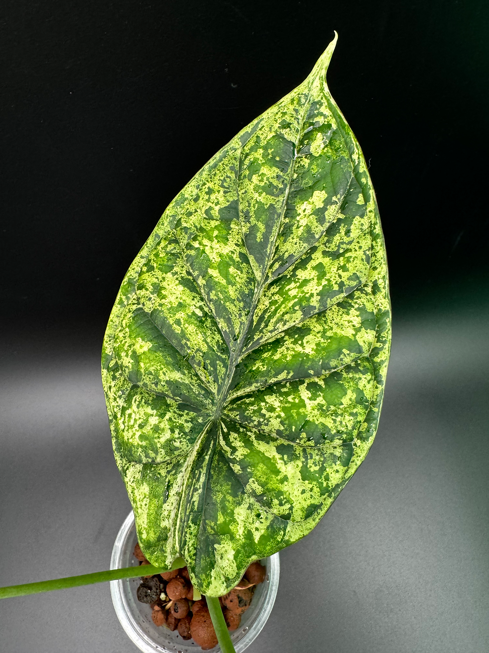 Thumbnail: Alocasia Dragon Scale Mint