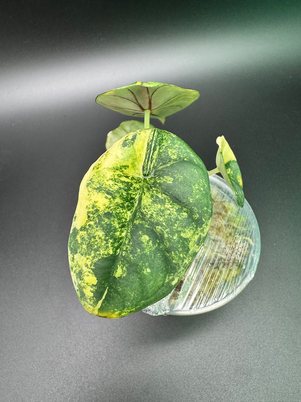 Thumbnail: Alocasia Nebula Aurea 