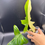 Thumbnail: Philodendron Golden Dragon 