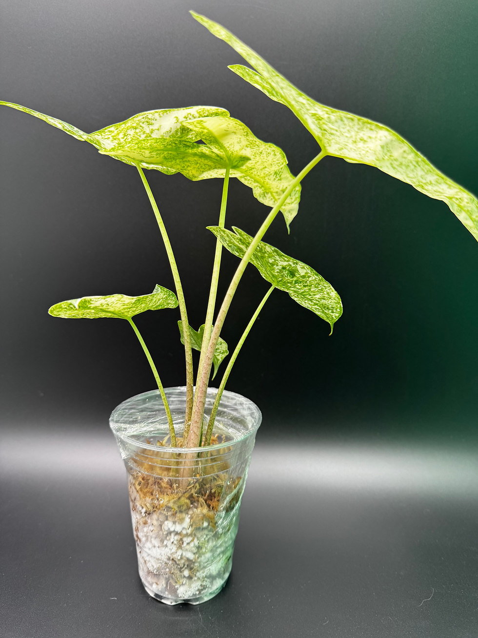 Thumbnail: Alocasia Longiloba Thai Con - *Rare find