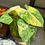 Thumbnail: Philidendron Gloriosum Variegated 