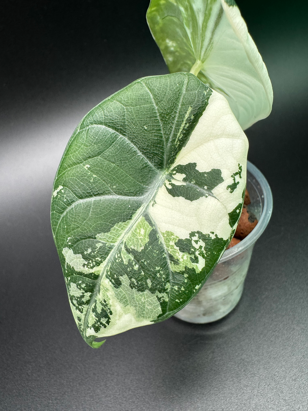 Thumbnail: Alocasia Maharani Albo - MA4