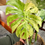 Thumbnail: Monstera Legacy - Large