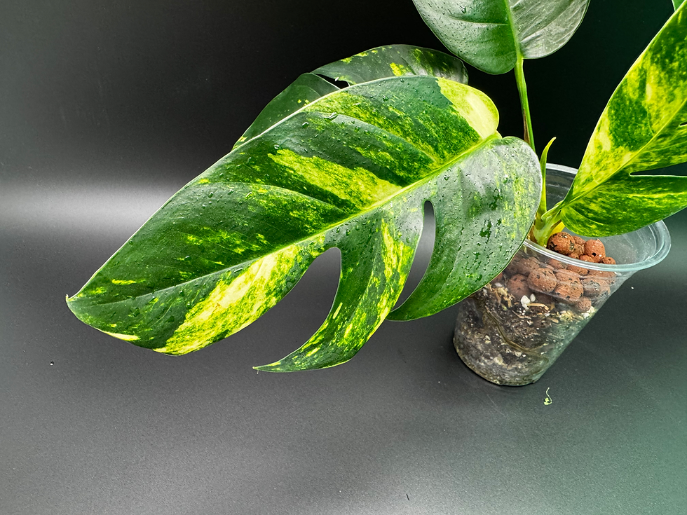 Thumbnail: Epipremnum Golden Flame