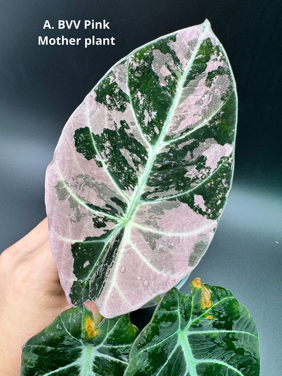 Thumbnail: Alocasia Black Velvet Pink - corm