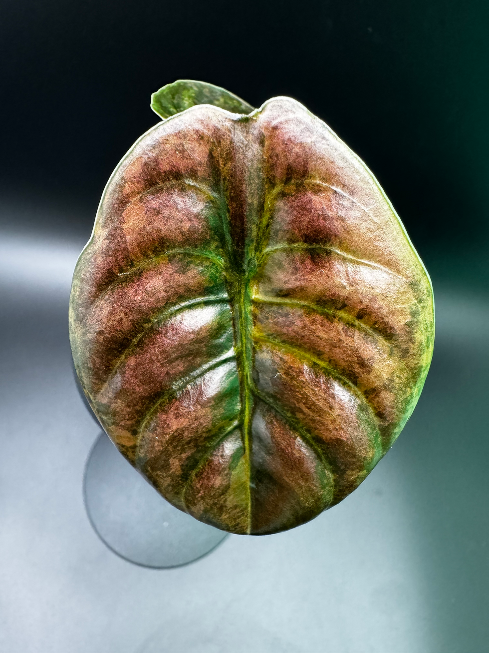 Thumbnail: Alocasia Cuprea Caramel Latte 🔥