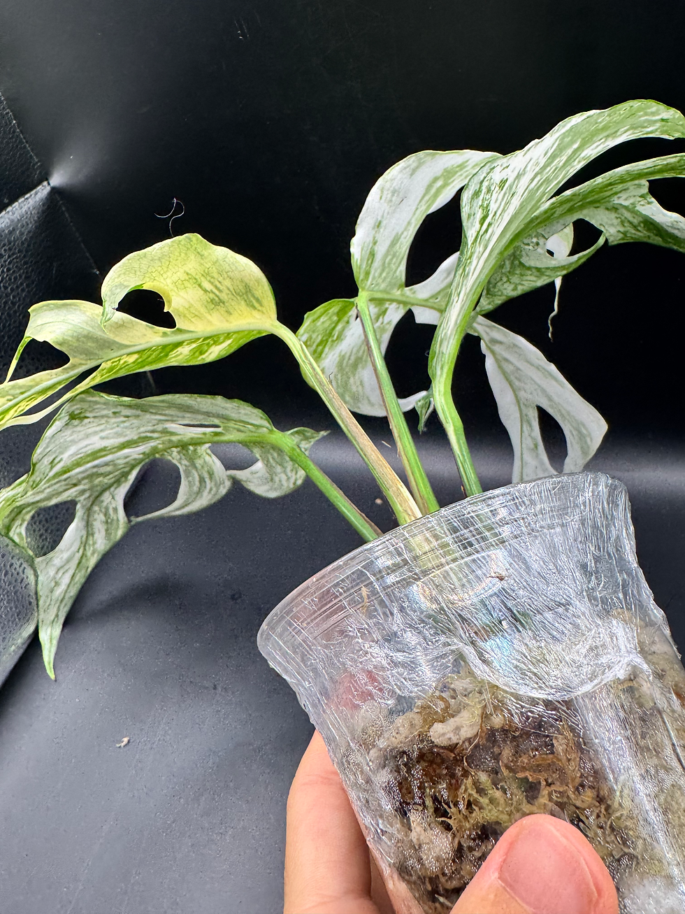 Thumbnail: Epipremnum Cebu Blue