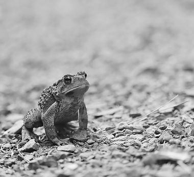 Nature (143)_edited.jpg