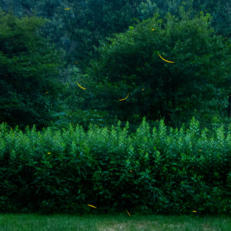 Synchronous fireflies light up the night sky each summer in Allegheny National Forest.