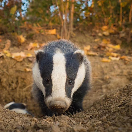 © Tesni Ward _tesniward _badger_diaries (2).jpg