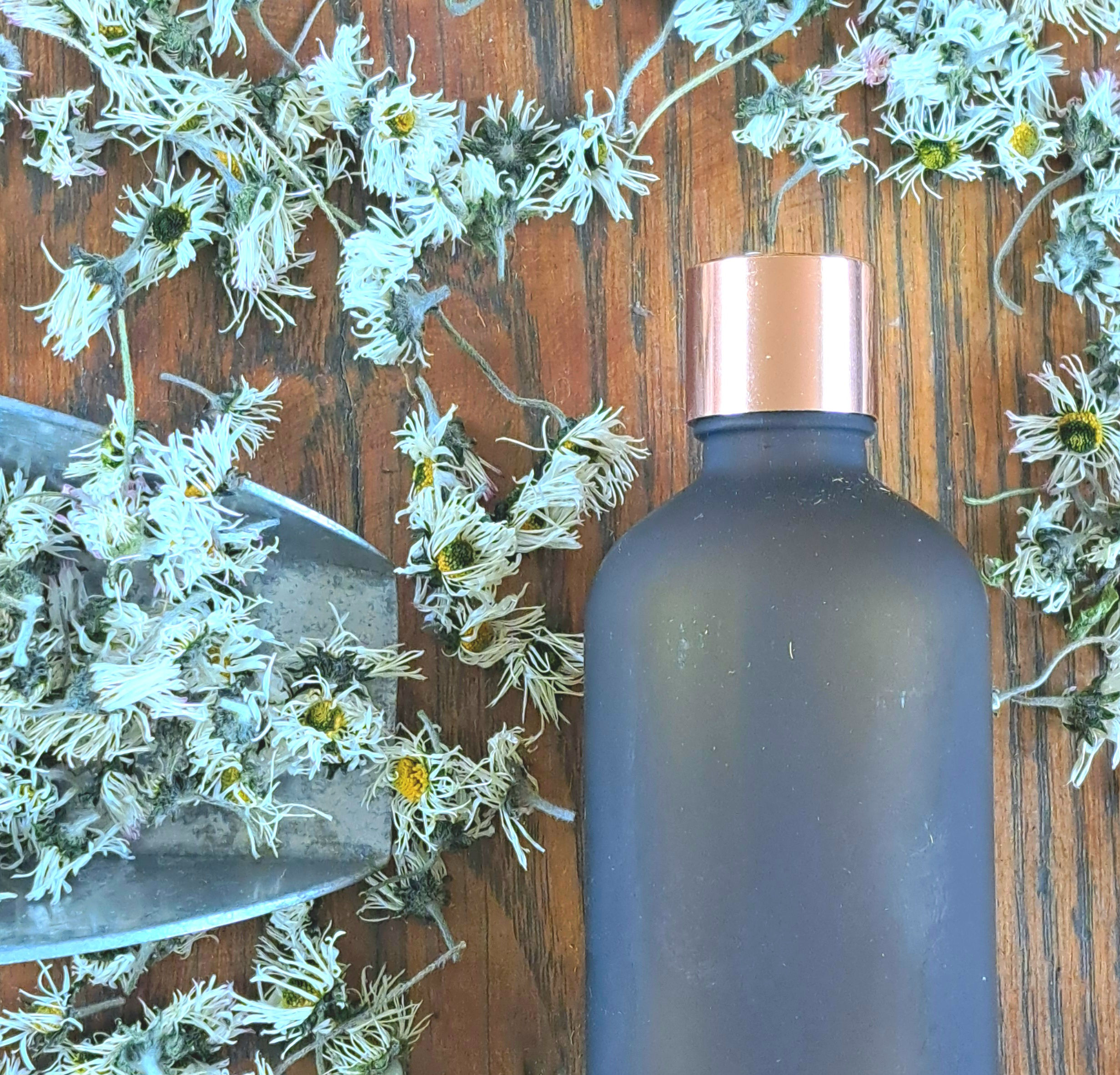 Huile solarisée de Pâquerette