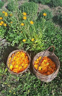 Fleurs de Calendula