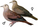 Columbina talpacoti