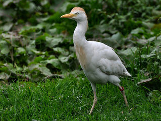 Bubulcus ibis