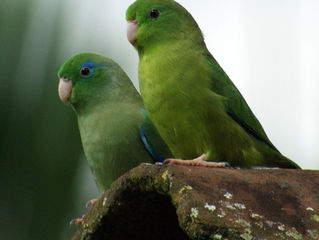 Forpus conspicillatus