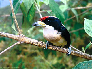 Capito hypoleucus