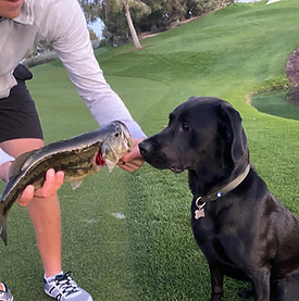 british lab looking at fish