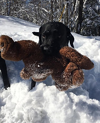 Tallgrass British lab in snow with teddy bear in his mouth