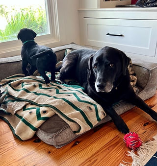 Tallgrass British puppy looking out window while adult British lab looks bored