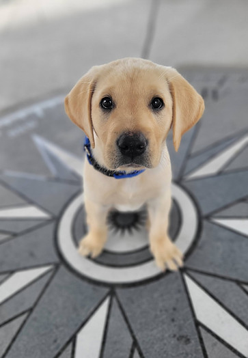 yellow british labrador puppy posing for photo