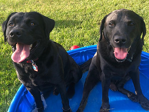 Tallgrass Kennels black labs in blue pool